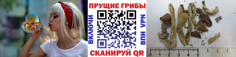 Псилоцибиновые грибы мицелий  Купить  Ельня 